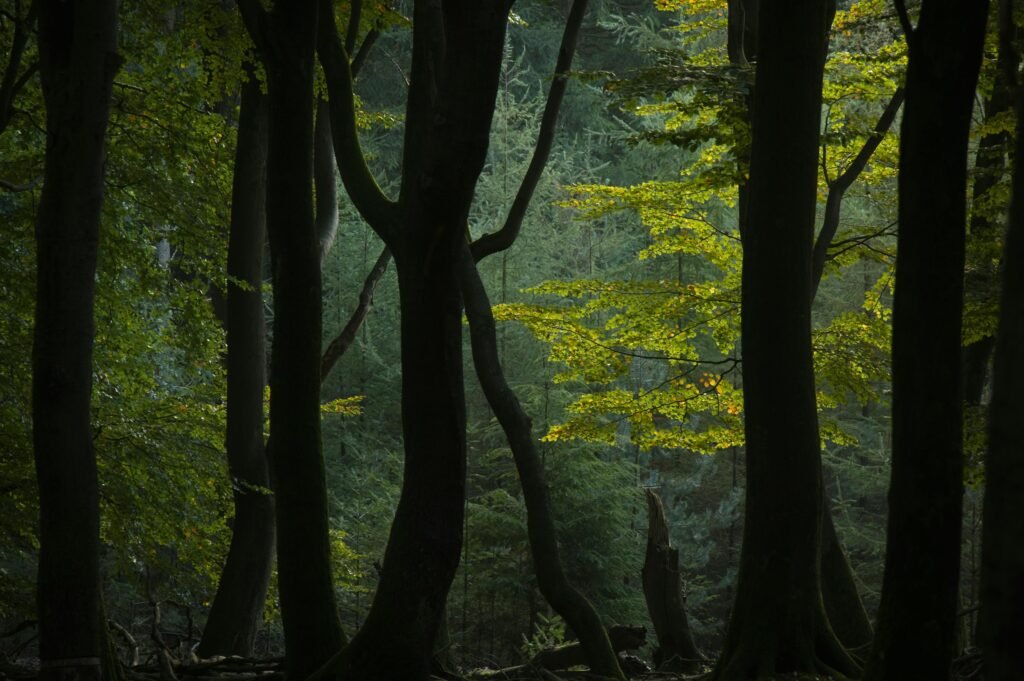 Meubles en bois massif bien entretenu dans un salon lumineux et chaleureux