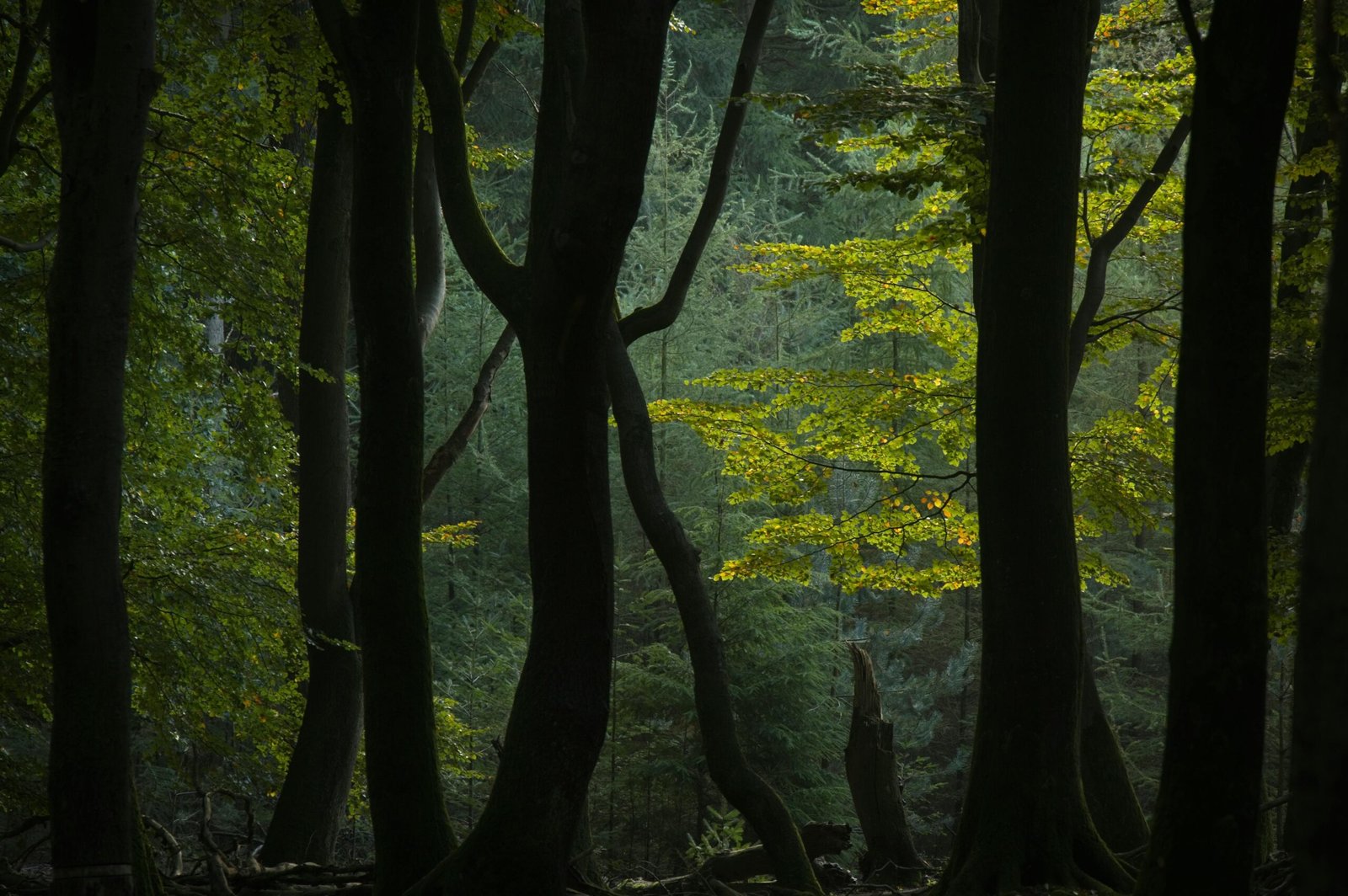 Comment entretenir ses meubles en bois massif : 5 conseils naturels et efficaces 1 Meubles en bois massif bien entretenu dans un salon lumineux et chaleureux